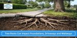 Tree Roots Can Impact Foundations Driveways and Walkways